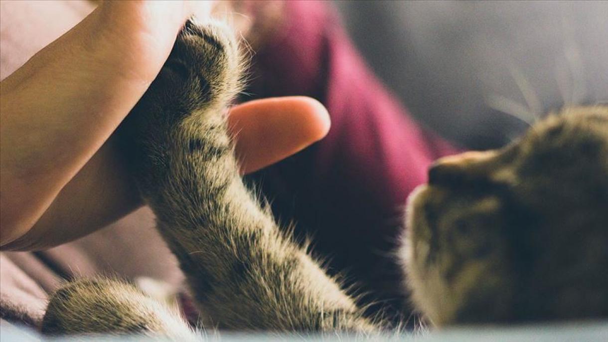 مثبت اعلام شدن تست کرونای یک گربه خانگی در انگلستان