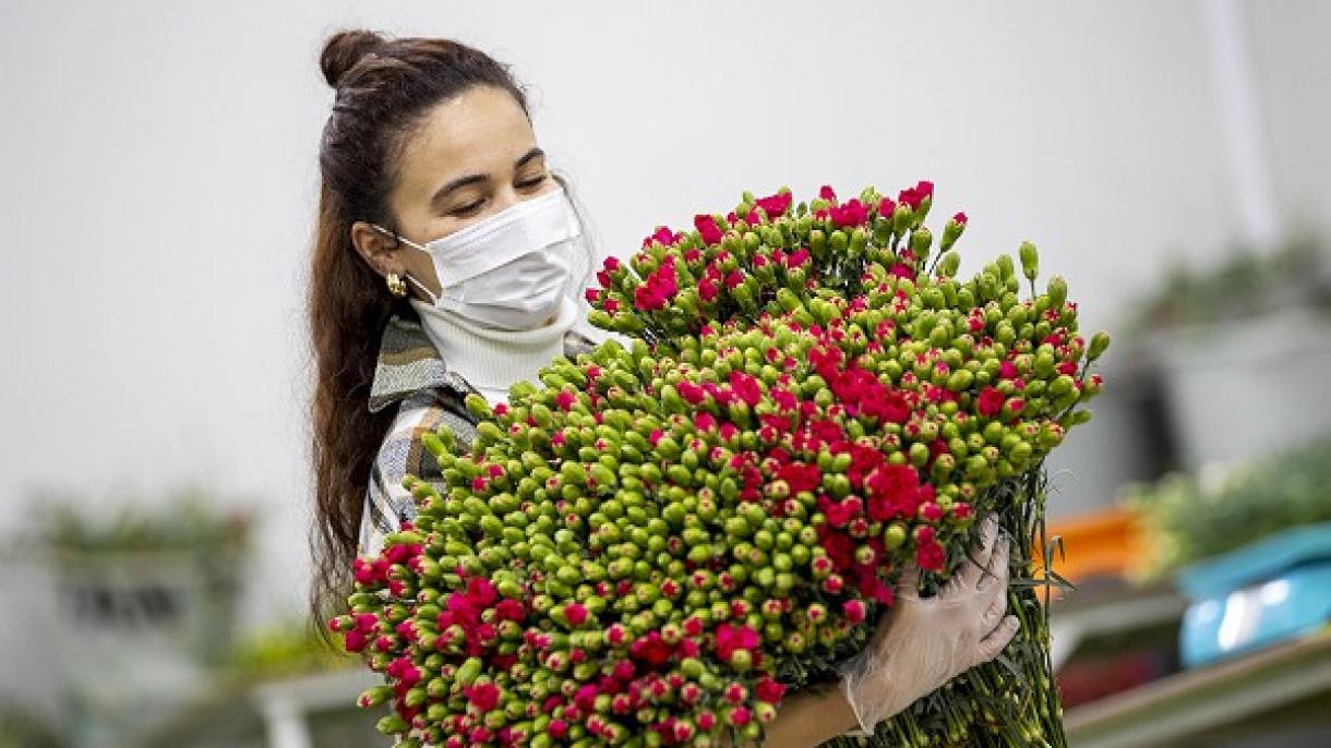 ویلنٹائن ڈے کے موقع پر ترکی سے 22 ممالک کے لئے پھولوں کی برآمدات