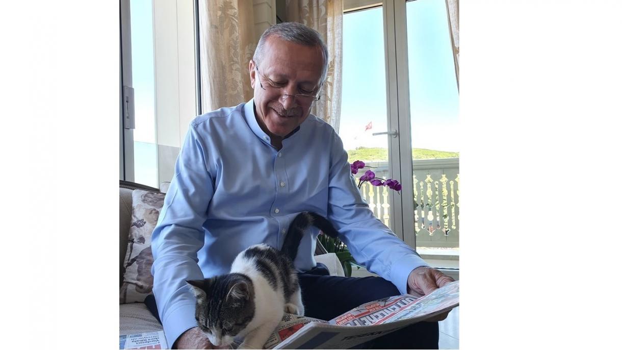Predsjednik Erdogan podijelio fotografiju sa mačkom svoje unuke Canan Aybike Bayraktar