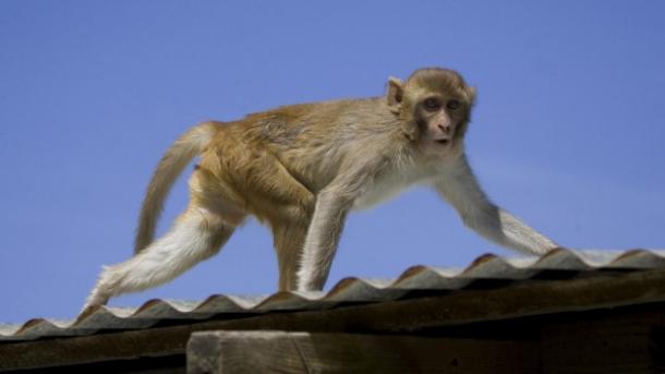 ہندوستان  میں ایک بندر نے ایک سنار کو  لوٹ لیا ۔