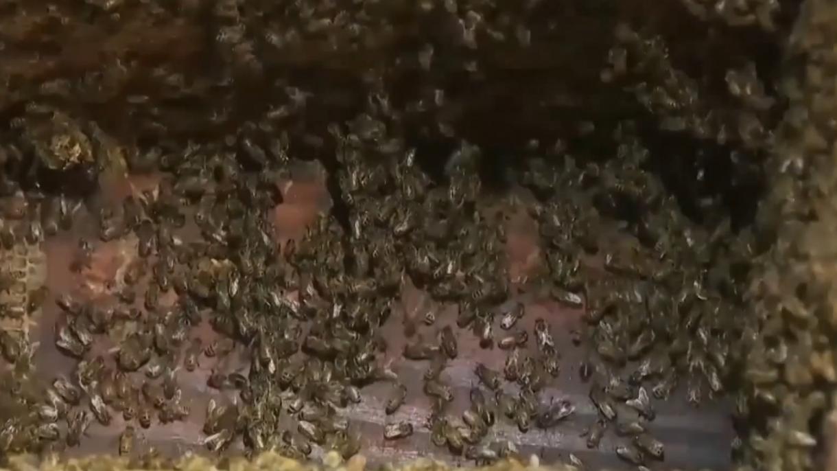 АКШдагы бир үйдөн 10 миң аарыны алып чыгышты