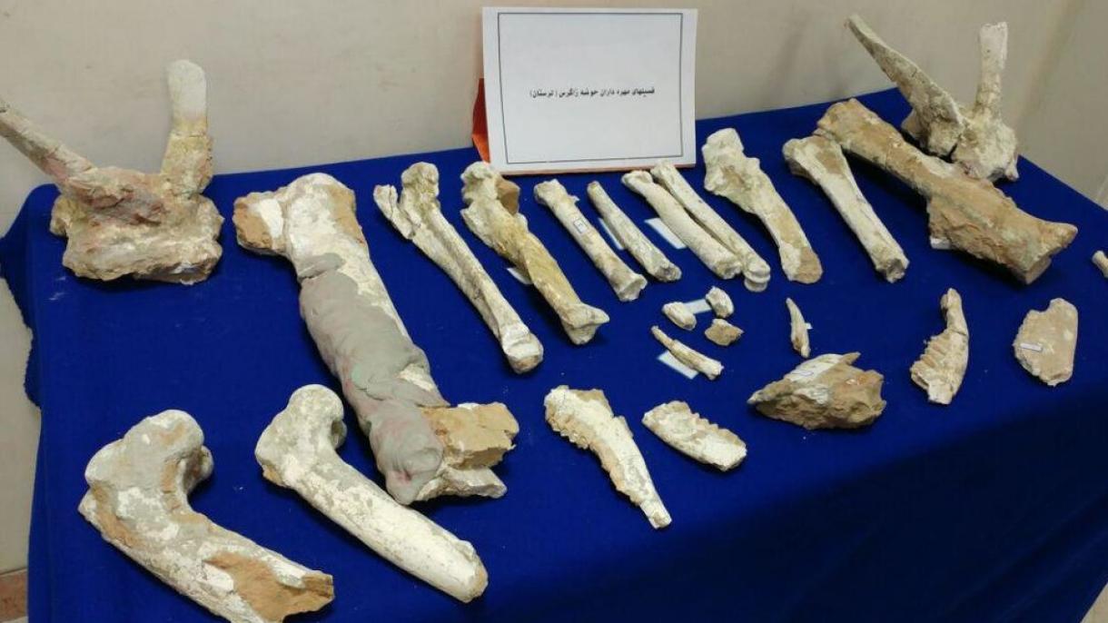 رونمایی از فسیلهای 7 میلیون ساله لرستان