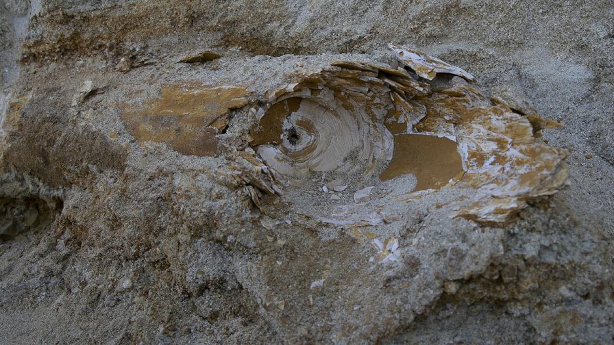 埃迪尔内农民发现猛犸象牙化石