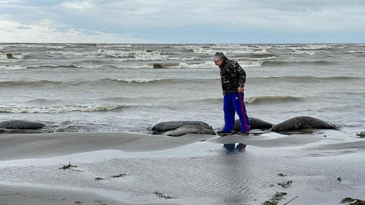 Xäzär diñgezendä meñnärçä üle tyulen'