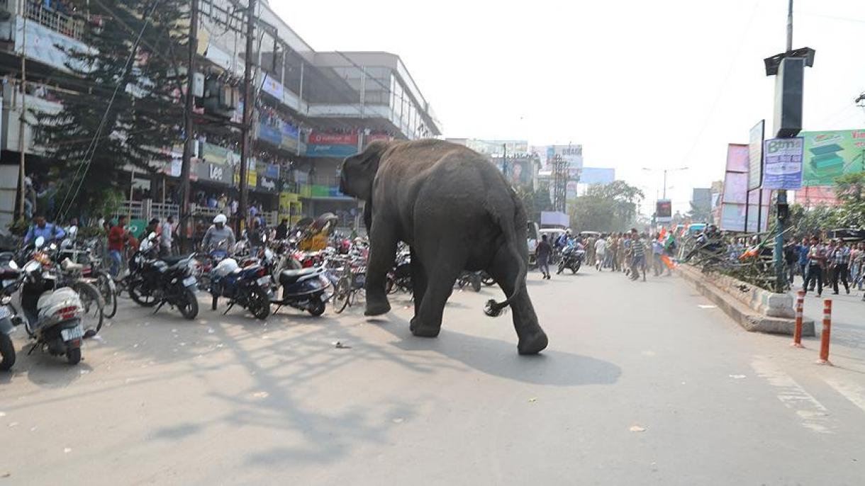 Hindistanda fil 14 nəfəri öldürdü