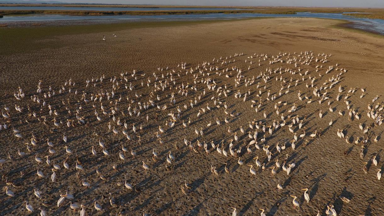 O Lago da Gala em Edirne começa a receber os pelicanos da Dalmácia