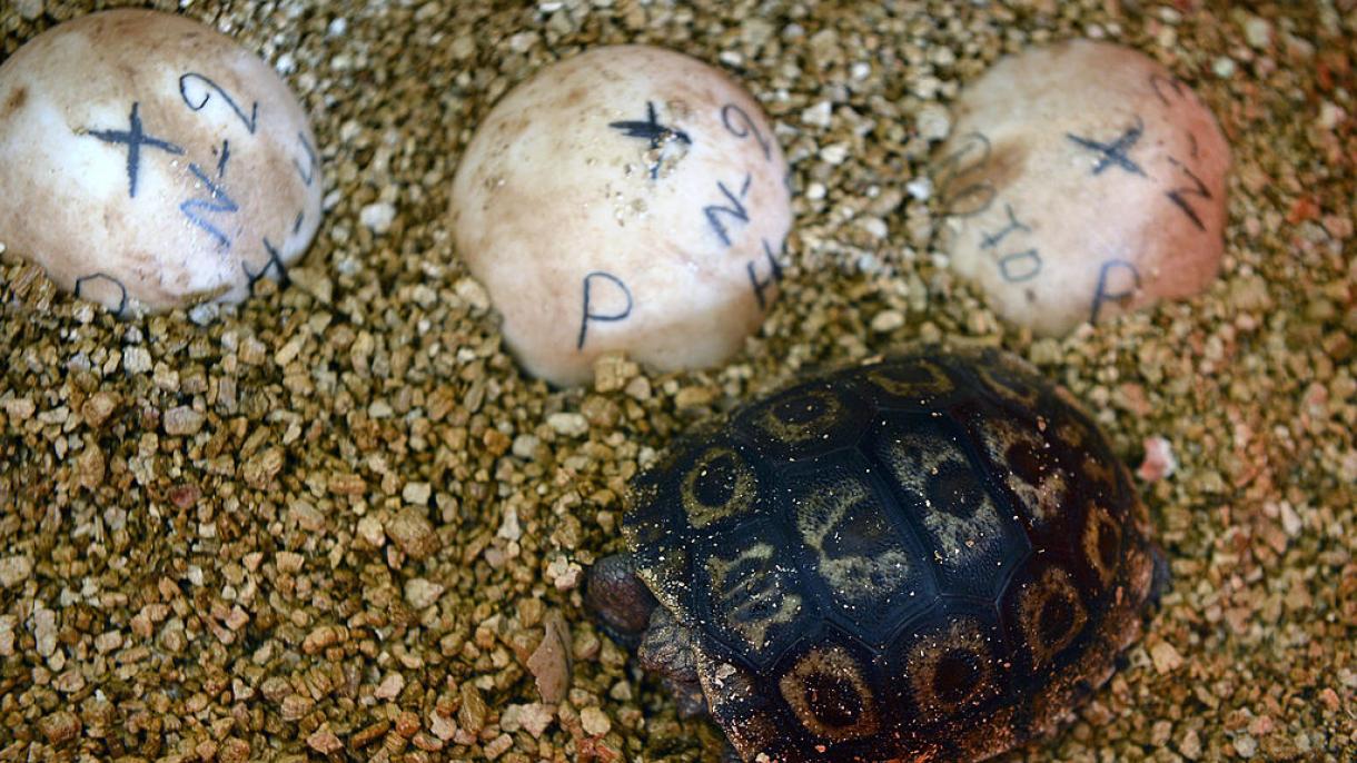 Ban Ki-moon apadrina tortuga gigante en Galápagos y hace llamado a proteger las islas