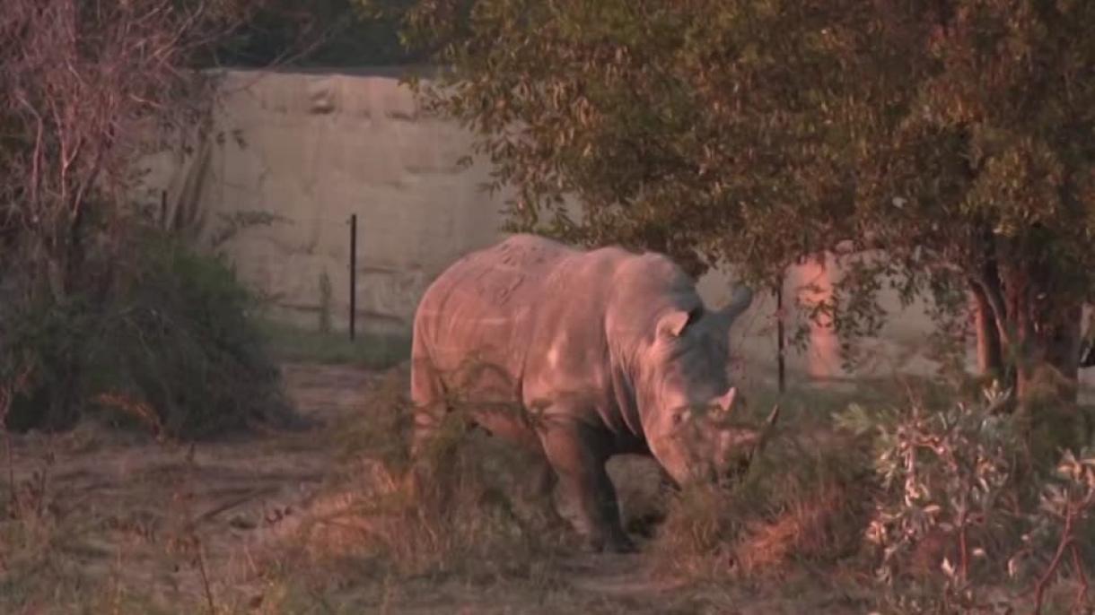 La vuelta de los rinocerontes tras su extinción