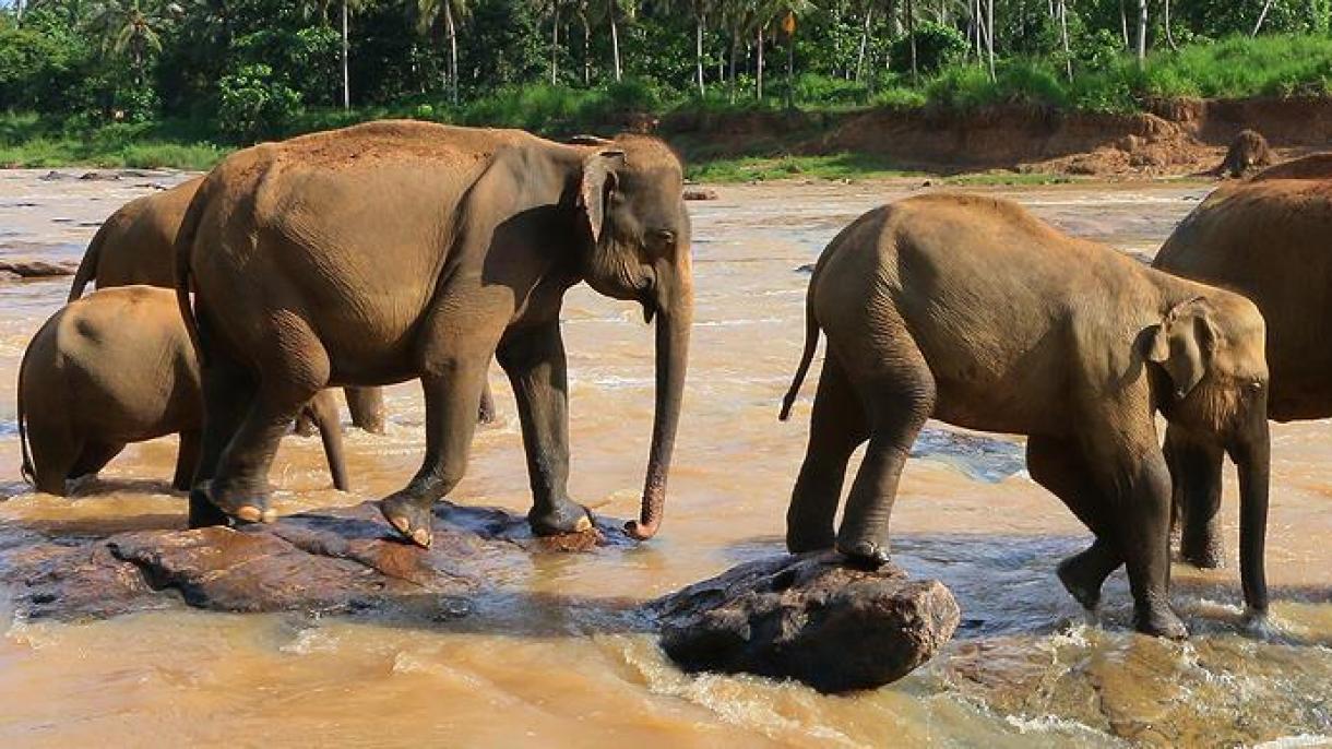 非法捕杀大象的19人死亡