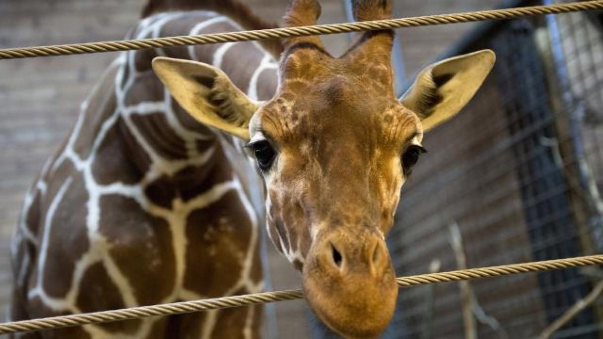 Una jirafa mata a bebé de 16 meses en Sudáfrica