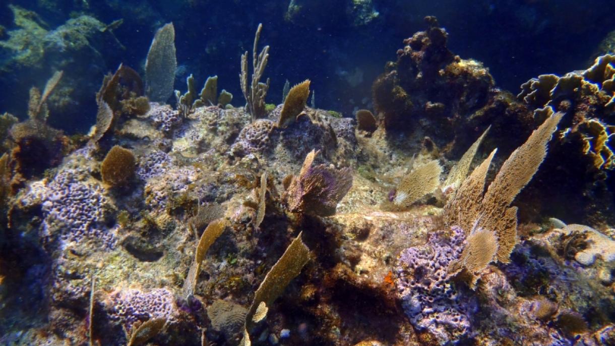 Ötvenhat milliárd ausztrál dollárt ér a Nagy-korallzátony
