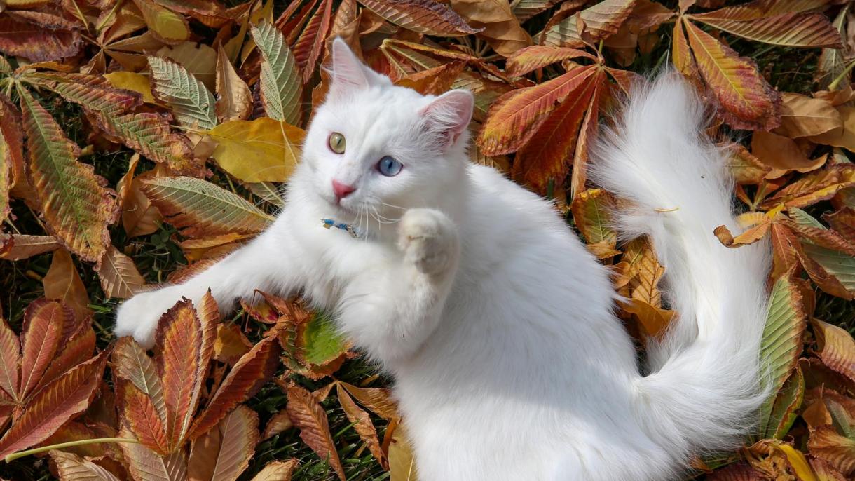 Os gatos de Van sobem ao pódio