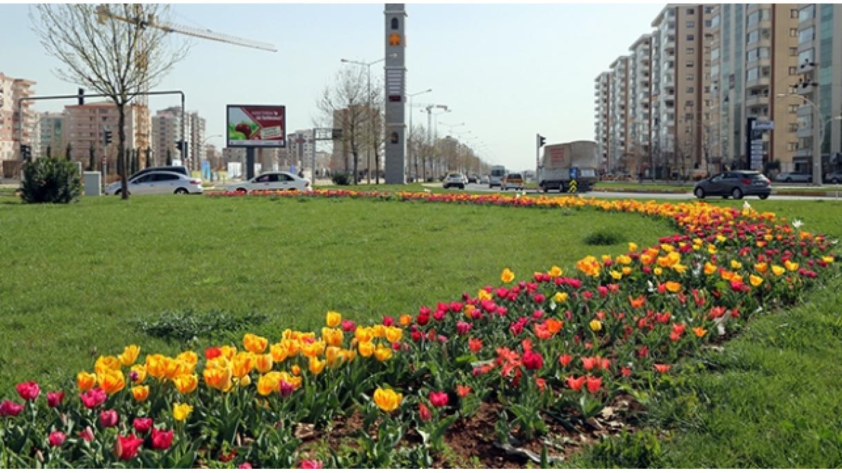 En Diyarbakır se plantan millones de flores