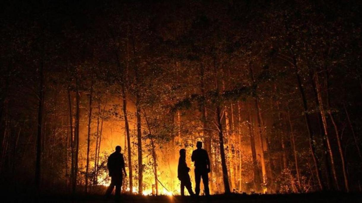 3 میلیون هکتار منطقه جنگلی در روسیه تبدیل به خاکستر شد
