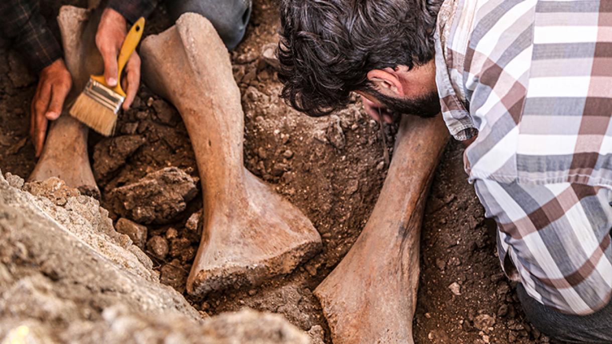 Megvizsgálják a Kahramanmaraşban talált elefánt-maradványokat