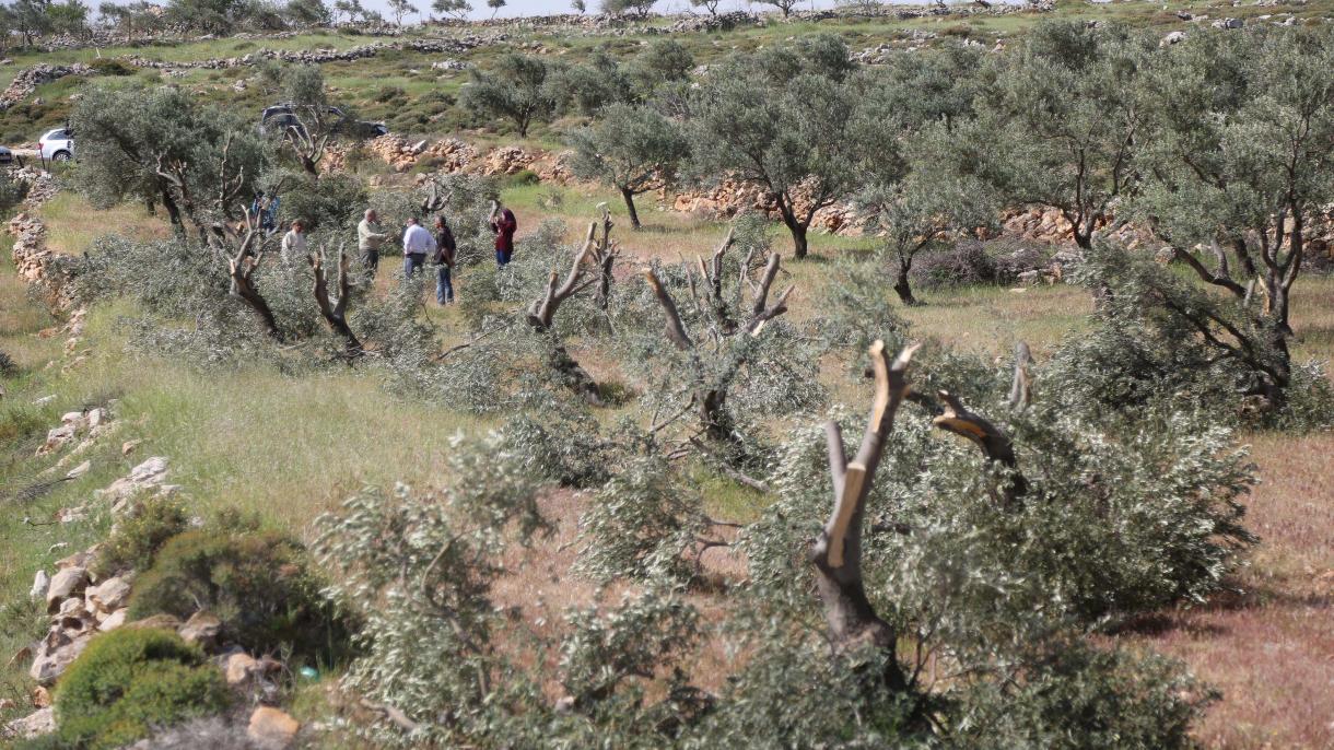 犹太定居者砍伐巴勒斯坦人橄榄树