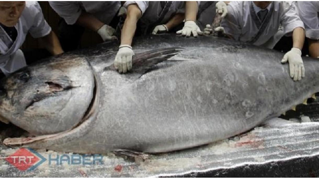 Mayın 2-si tarixi Beynəlxalq Ton Balığı Günü elan edilib