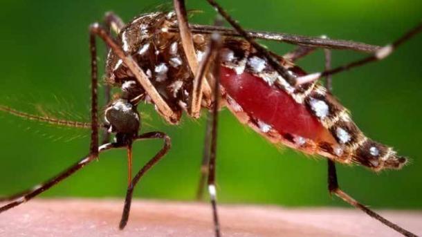 Regulador europeu acelera vacina contra o Zika