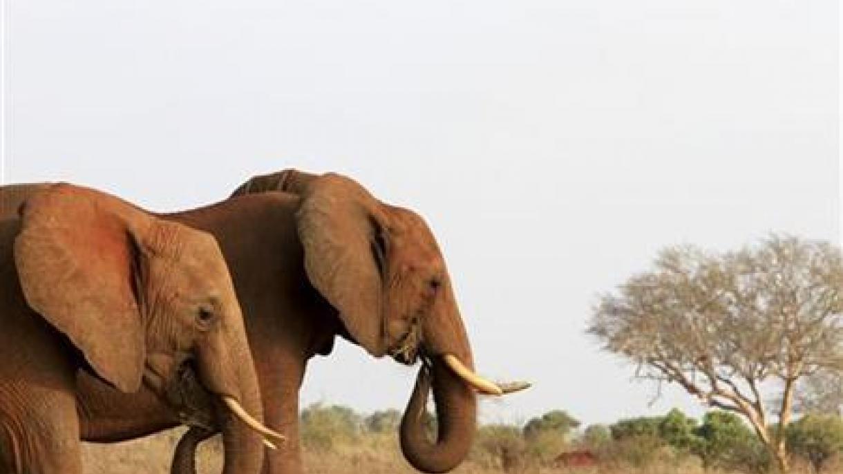 Les éléphants se font noctambules pour échapper aux braconniers
