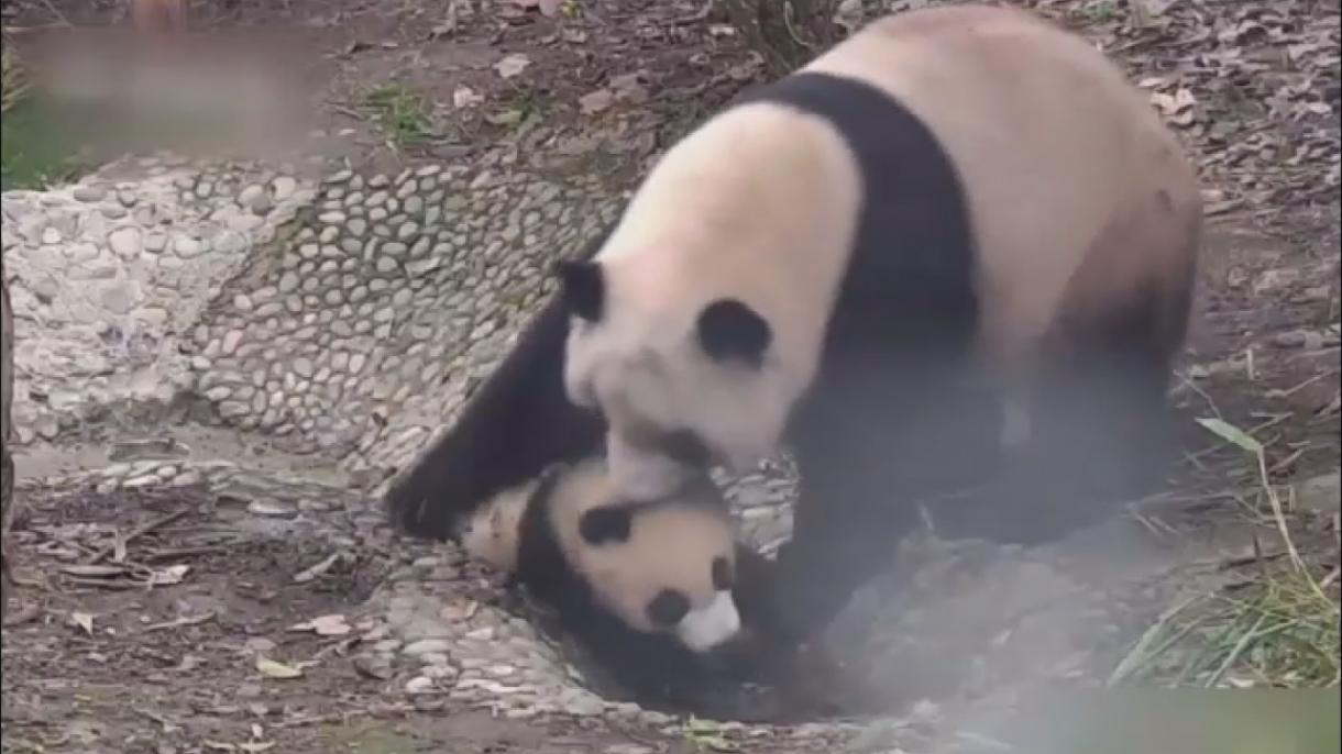 熊猫宝宝洗澡冒险记