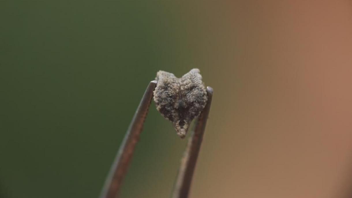 Știați că în regiunea Anatoliei de sud-est există ”o nouă specie de năut” ?