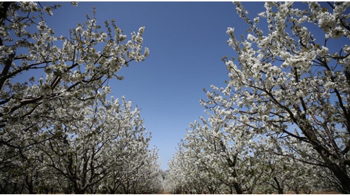 Florecieron los arboles de cerezo en Mihalıççık