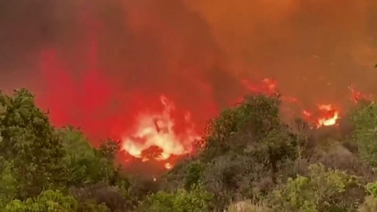 افزایش تعداد تلفات در نتیجه آتش‌سوزیهای جنگلی