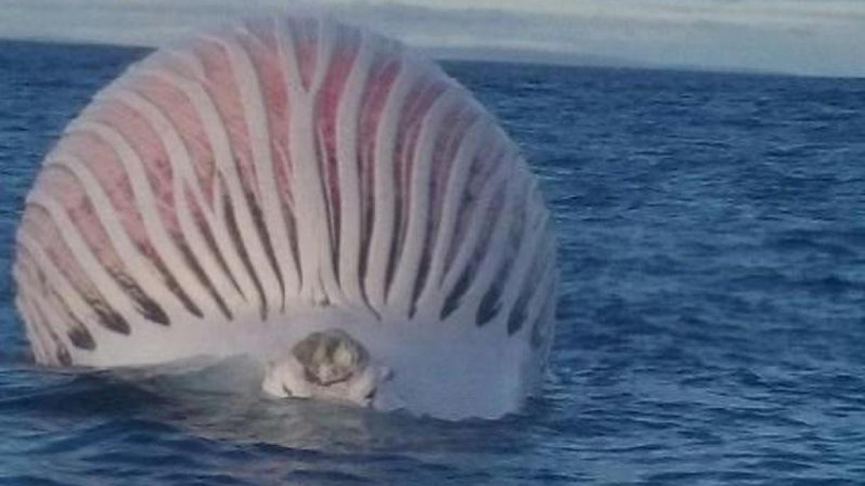 Ново морско чудовиште или угинат кит ?
