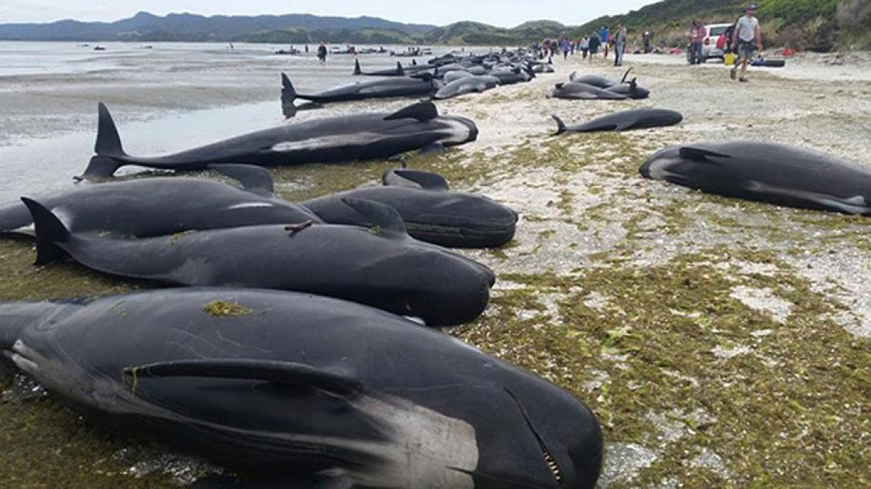 Yeni Zelandiyada sahilə çıxan yüzlərlə balina tələf oldu