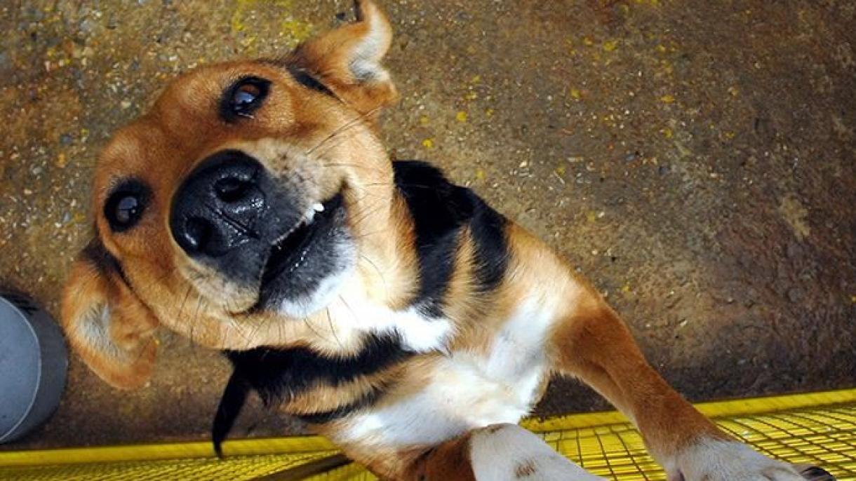 برگزاری جشنواره گوشت سگ در چین علیرغم اعتراضات