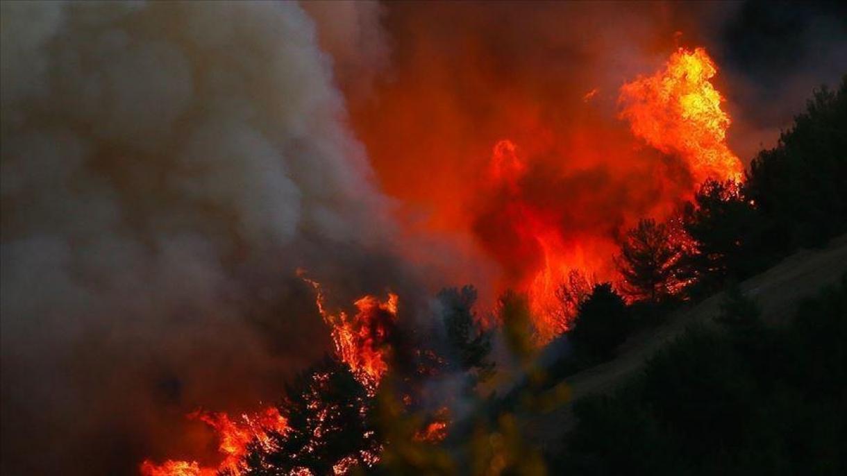 وقوع آتش‌سوزی در جنگل‌های گیلان