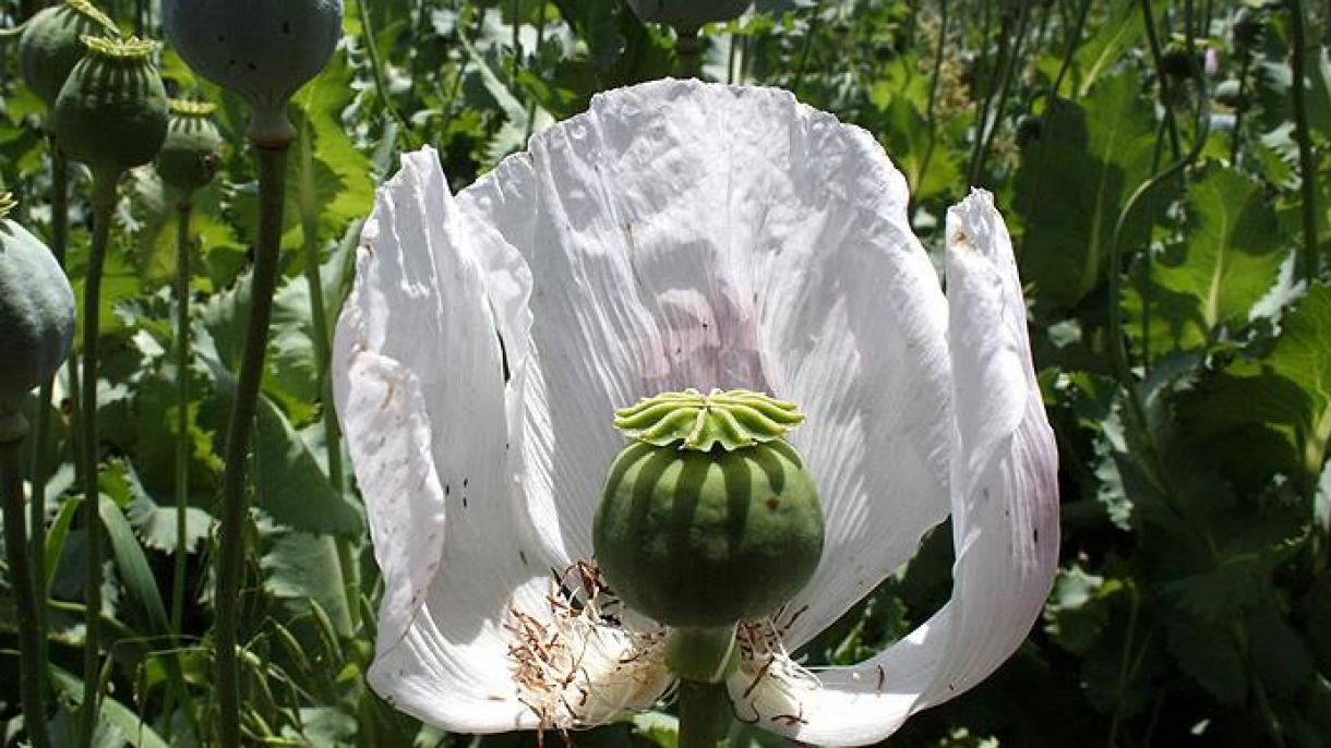 Έκθεση του ΟΗΕ για την καλλιέργεια του οπίου στο Αφγανιστάν