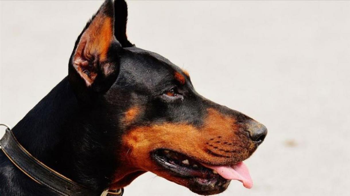 آیا سگهای تعلیمی مواد مخدر پولیس می توانند ویروس کووید 19 را شناسایی کنند؟