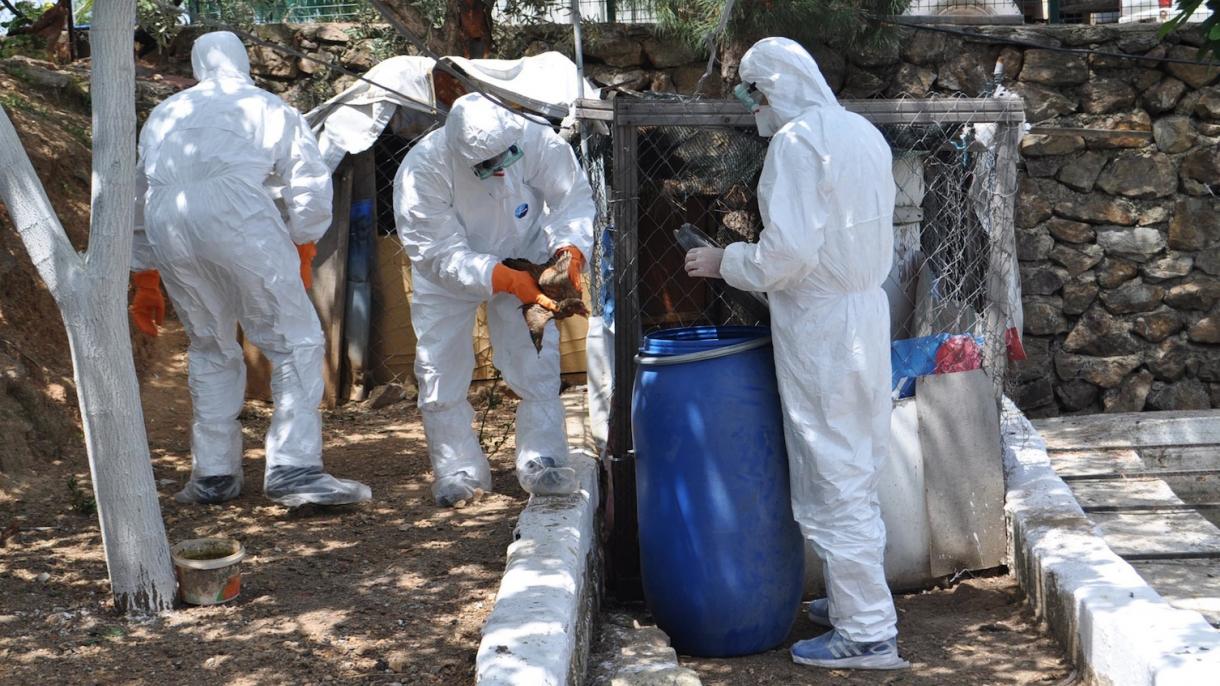Kina: Ptičijom gripom zaraženo 50 ljudi, najteže pogođena pokrajina Hunan