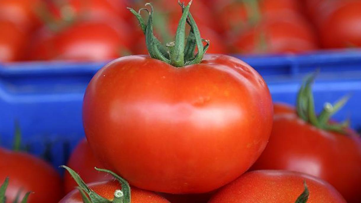 صادرات گوجه فرنگی آنتالیای ترکیه به 46 کشور جهان