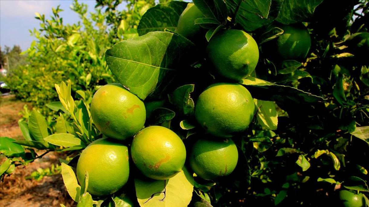 صادرات مرکبات از شهرهای حوزه مدیترانهشرقی ترکیه رکورد شکست