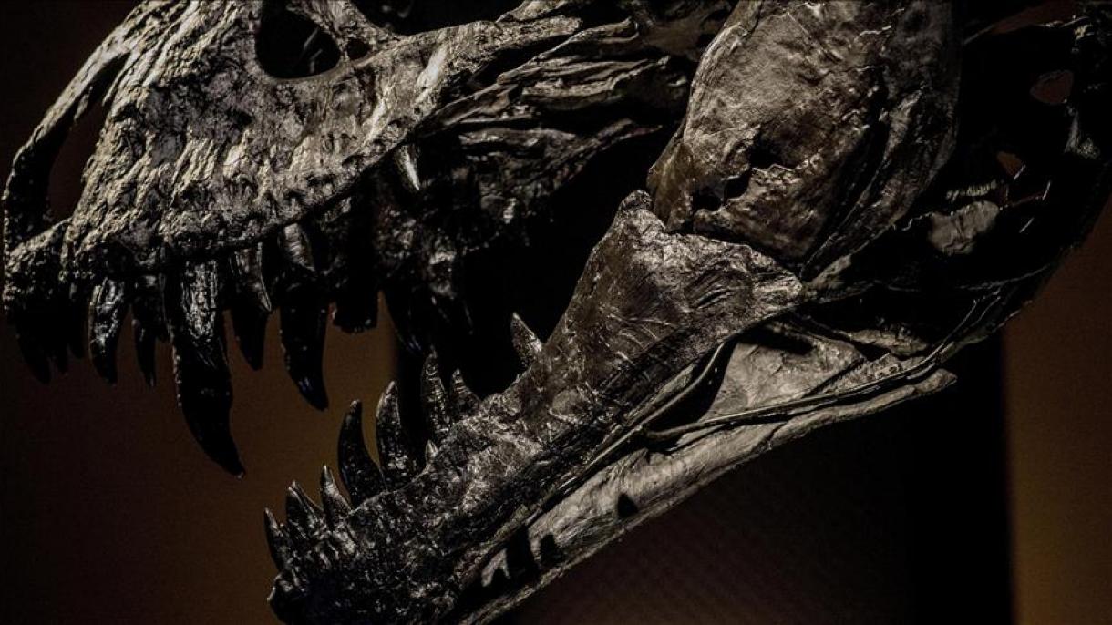 Fransanın paytaxtı Parisdə dinozavr skeleti 2.36 milyon dollara satıldı