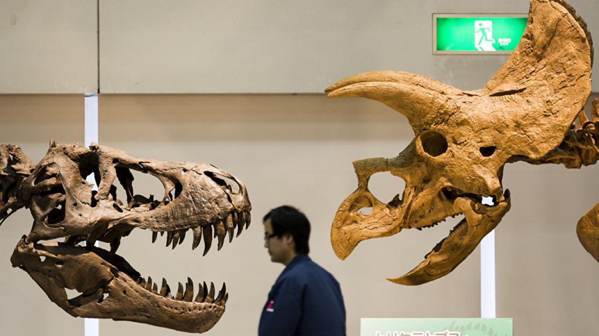 کشف فسیل دندان دایناسور 81 میلیون ساله در ژاپن