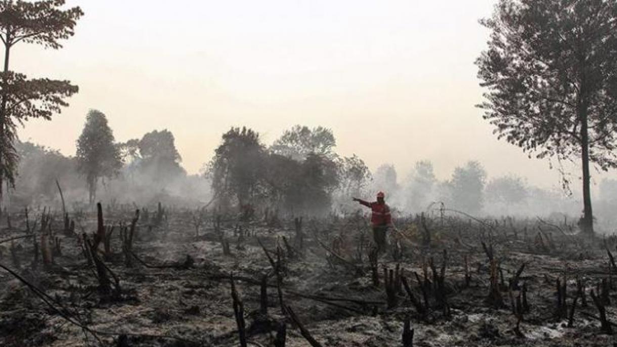 印尼今年因火灾已损失33万公顷林区