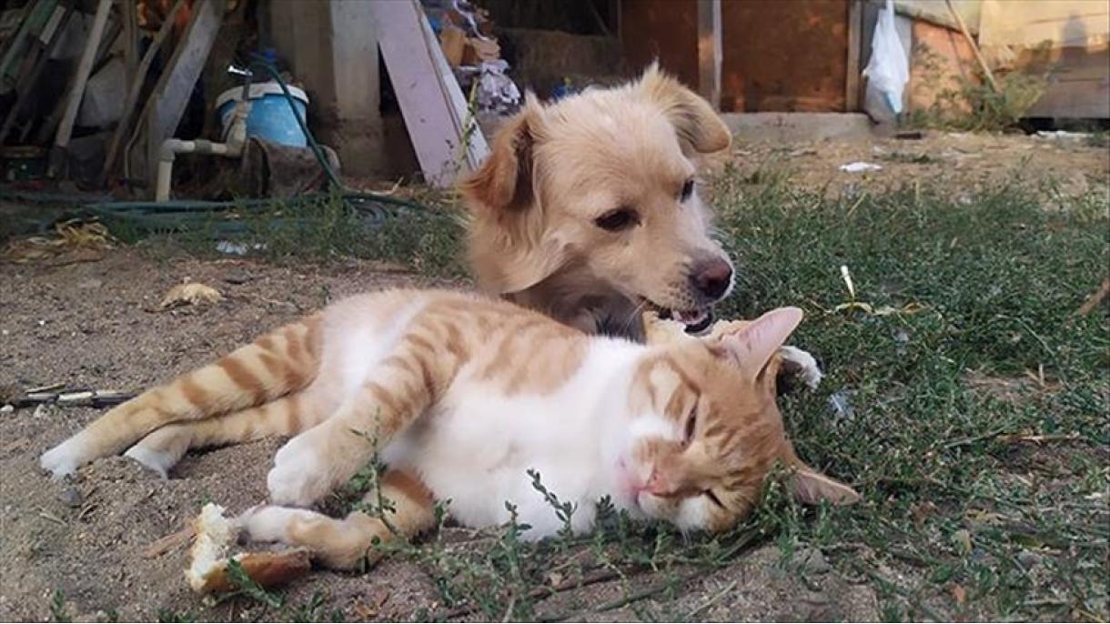 La amistad de una perra y un gato en una granja al occidente de Turquía