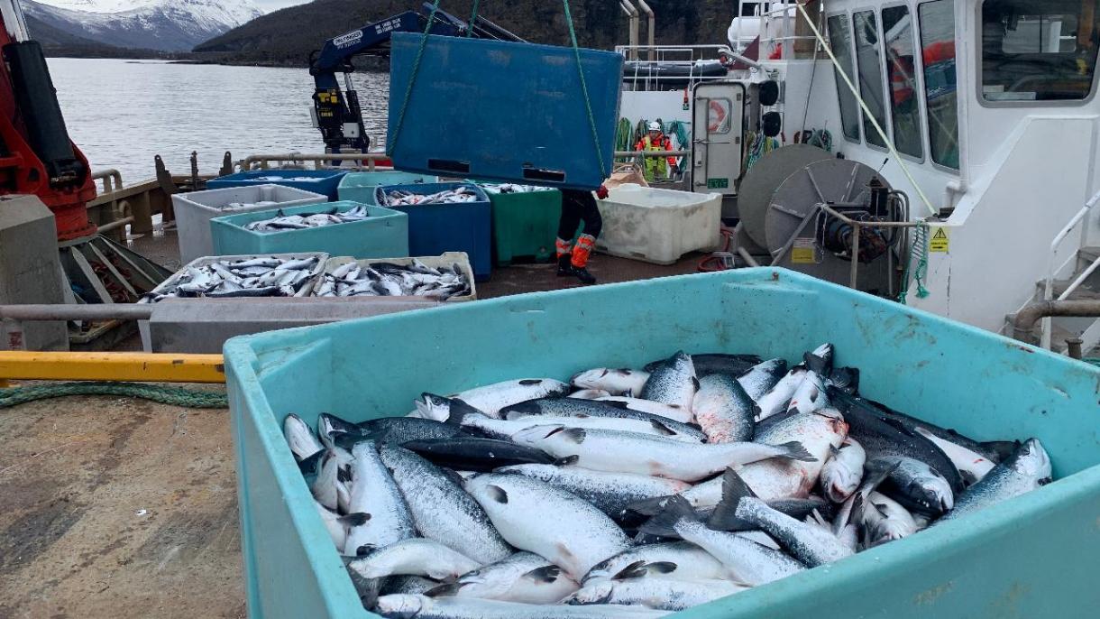 Норвегияда хлордун кесепетинен 100 миң лосось өлүп калды