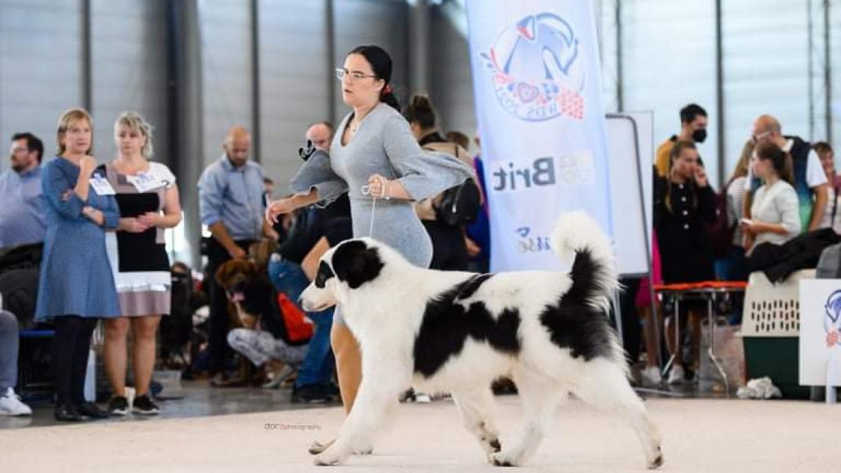 Najljepši tornjak na svijetu stigao kući u Bužim