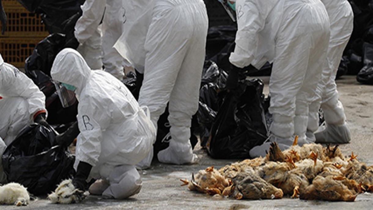اسرائیل برای مهار آنفولانزای مرغی، ده‌ها هزار بوقلمون را معدوم کرد