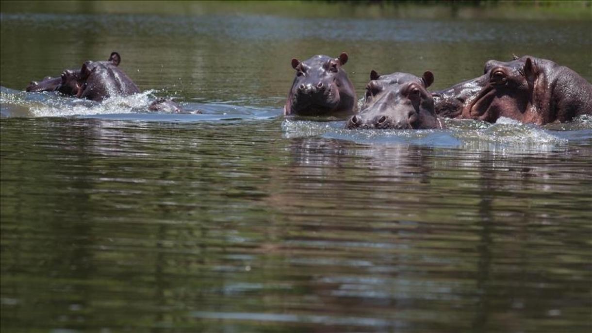 Colombia trasladará 70 hipopótamos de Pablo Escobar a México e India