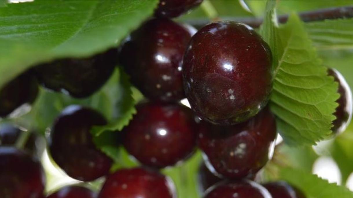 Kosmetika firmaları Törkiyädän töçe çiyä ala