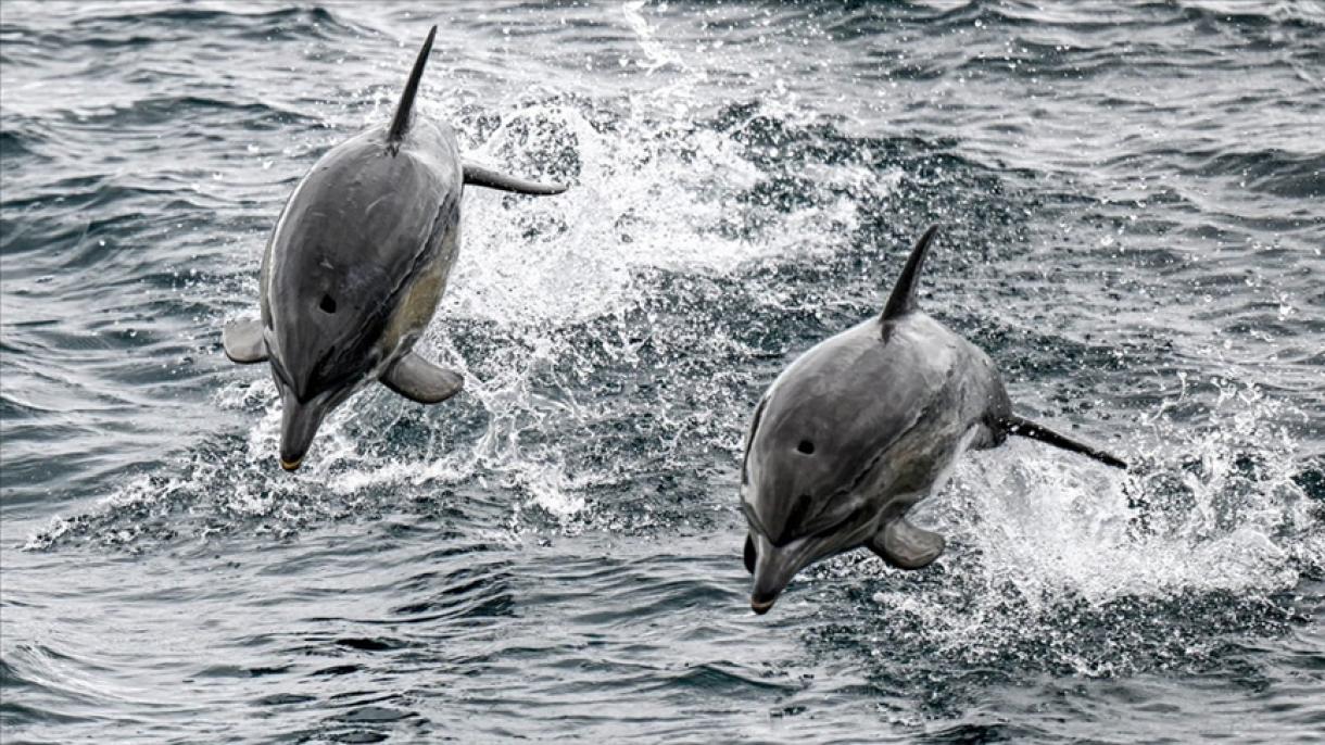 "Гөксу» фрегатына дельфиндер серік болды