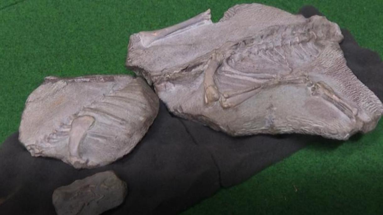 Se han hallado los restos de dinosaurio mejor conservados hasta ahora en Tailandia