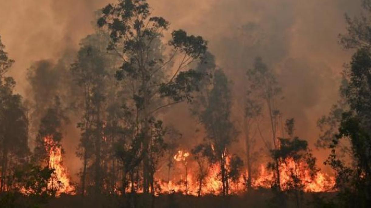 آسٹریلیا میں جنگلاتی آگ، عملہ تاحال بجھانے میں ناکام