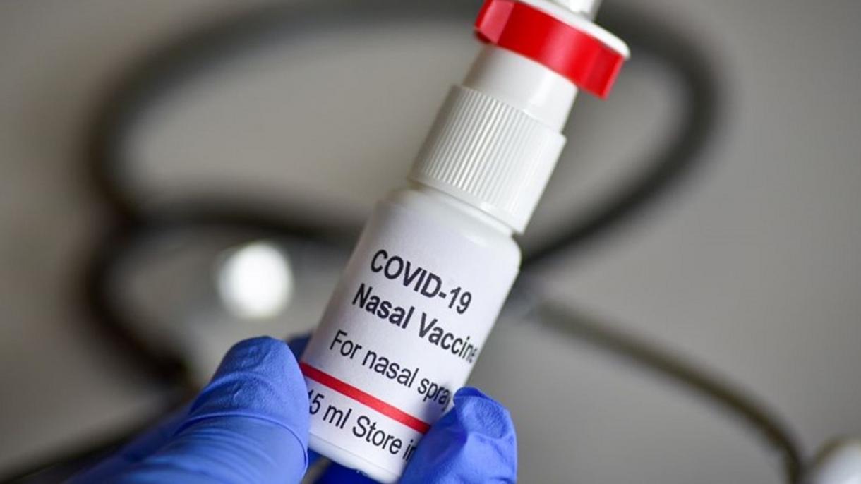Confirmam o efeito da vacina intranasal turca contra a variante britânica do coronavírus