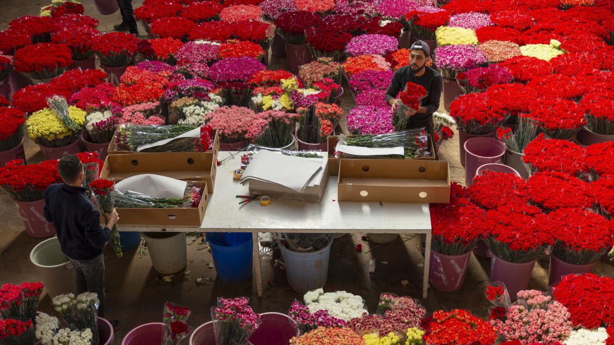 گلهای رنگارنگ برای روز جهانی زن در ترکیه آماده میشود